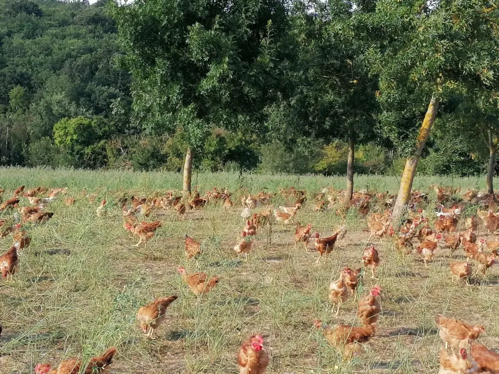 volailles de la ferme (5)