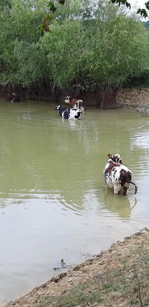 vaches et veaux de la ferme (10)