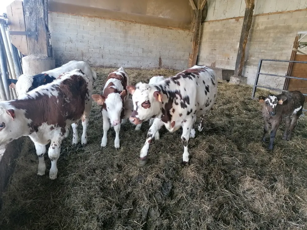 vaches et veaux de la ferme (11)