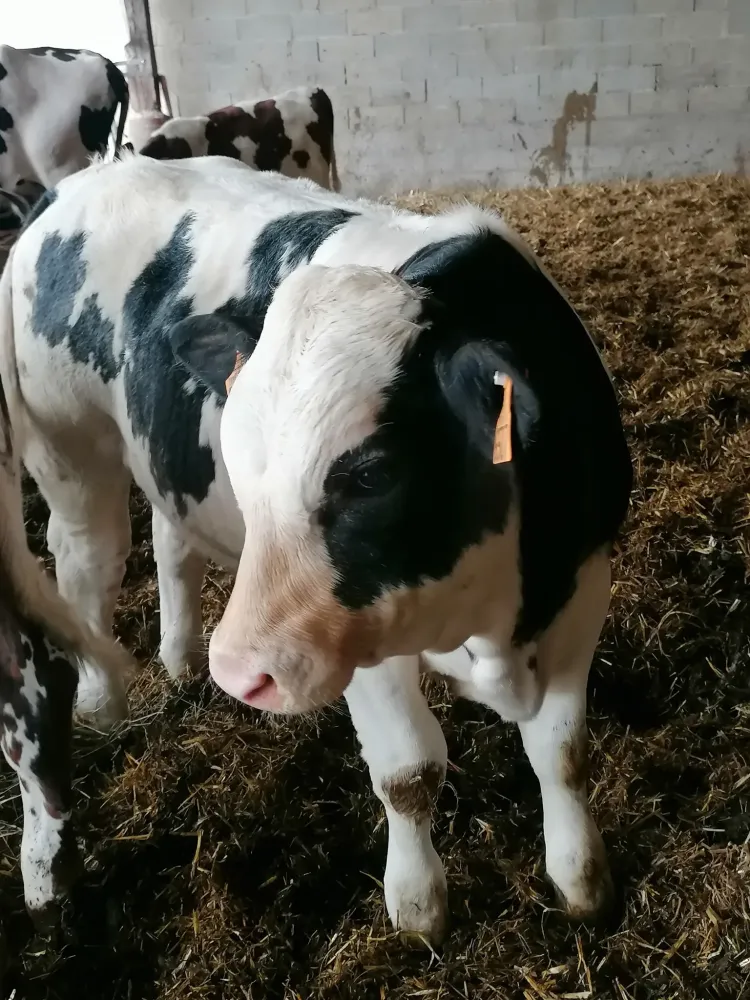 vaches et veaux de la ferme (12)