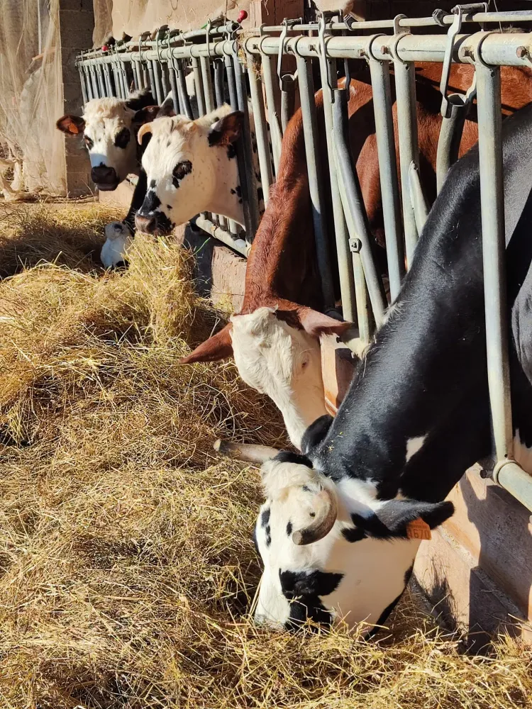 vaches et veaux de la ferme (14)
