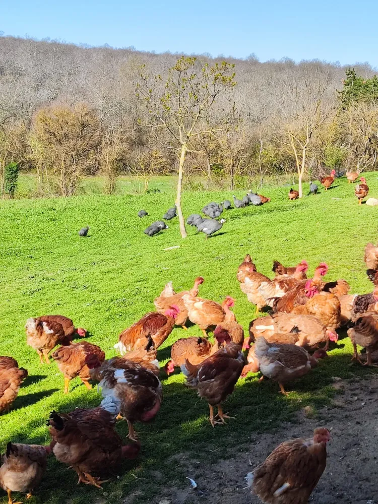 volailles de la ferme (4)