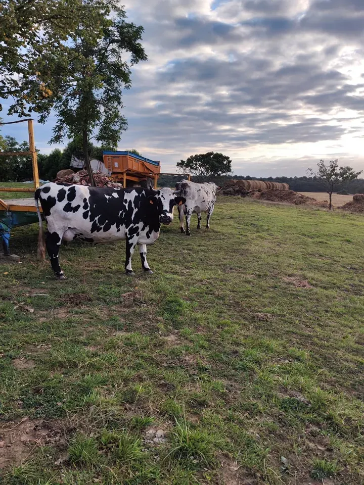 vaches et veaux de la ferme (15)