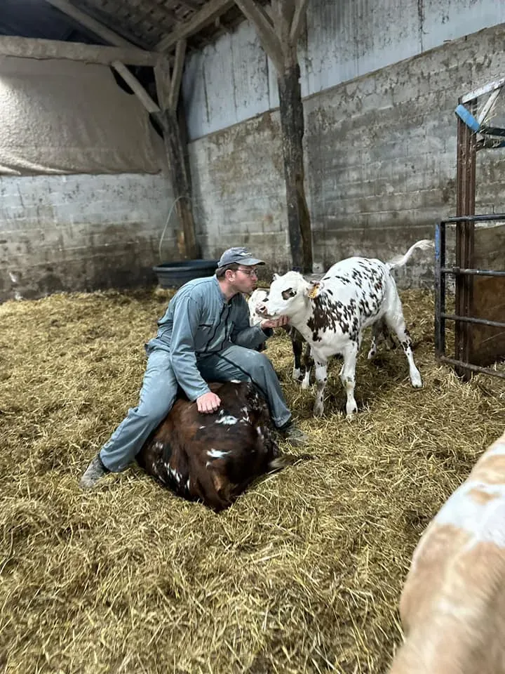 vaches et veaux de la ferme (17)