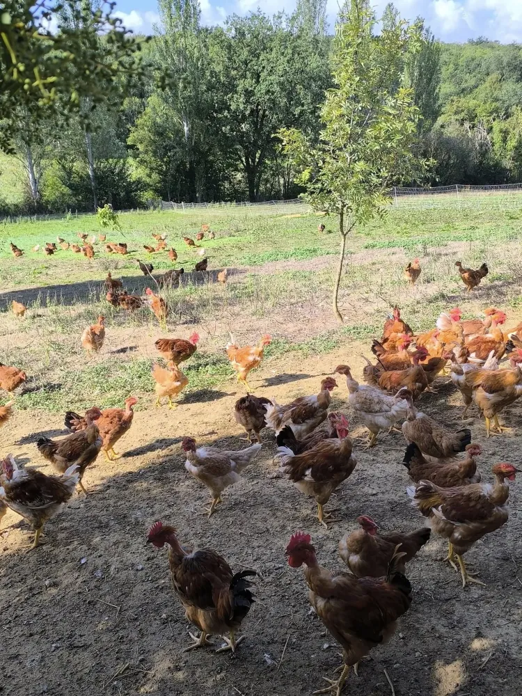 volailles de la ferme (1)