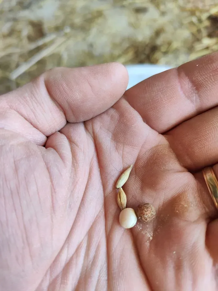 cereales produites a la ferme (3)